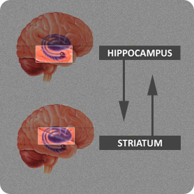 hippocampus-striatum image