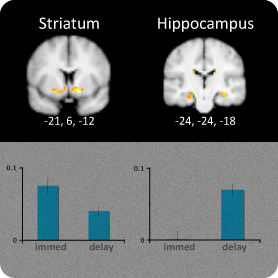 mri image of activation in striatum and hippocampus, bar graph under showing immediate and delayed learning